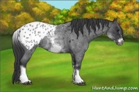 Horse Color:White Spotted Blue Roan Splash Frame Appaloosa 