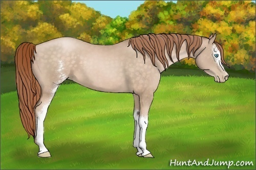 Horse Color:White Spotted Buckskin Pearl 