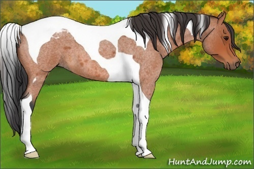 Horse Color:Bay Roan Tobiano