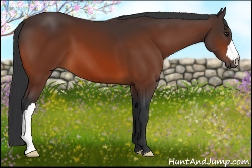 Horse Color:Bay 