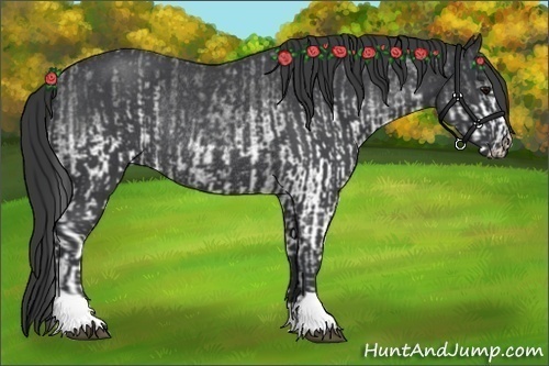 Horse Color:White Spotted Blue Roan Rabicano  and Blue Roan Rabicano 