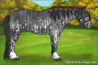 Horse Color:White Spotted Blue Roan Rabicano  and Blue Roan Rabicano 