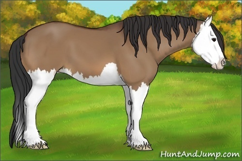 Horse Color:Bay Dun Splash 
