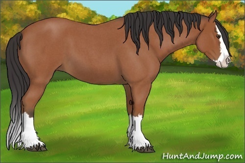 Horse Color:Bay Roan Splash