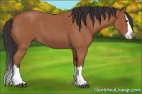 Horse Color:Bay Roan Splash 