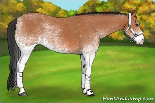 Horse Color:White Spotted Bay 