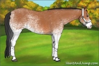 Horse Color:White Spotted Bay 