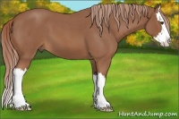 Horse Color:Red Roan Splash 