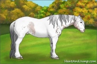 Horse Color:White Spotted Brown Tobiano 