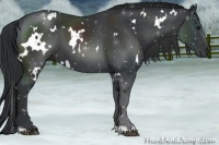 Horse Color:White Spotted Black 