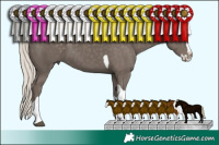 Horse Color:Silver Black Sabino Splash Tobiano