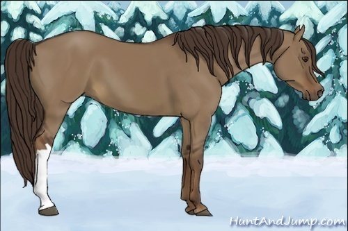 Horse Color:Liver Red Dun 