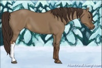 Horse Color:Liver Red Dun 