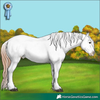 Horse Color:Black Snowflake Varnish