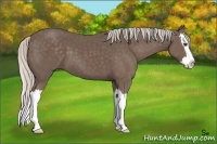 Horse Color:Silver Black Sabino Splash