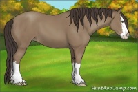 Horse Color:Classic Champagne Splash