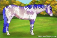 Horse Color:Watercolor White Spotted Bay Onyx 