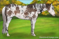 Horse Color:White Spotted Liver Chestnut Splash
