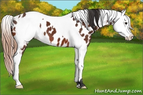 Horse Color:Bay Near Leopard and Amber Champagne Near Leopard