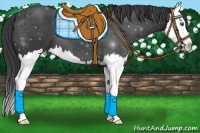 Horse Color:Black Splash