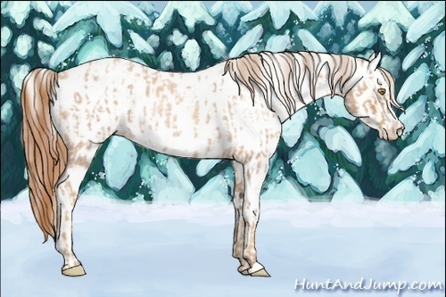 Horse Color:Gold Champagne Roan Appaloosa  and Gold Champagne Roan Splash Appaloosa 