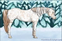 Horse Color:Gold Champagne Roan Appaloosa and Gold Champagne Roan Splash Appaloosa