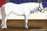 Horse Color:Liver Chestnut Appaloosa 