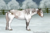 Horse Color:White Spotted Silver Black 