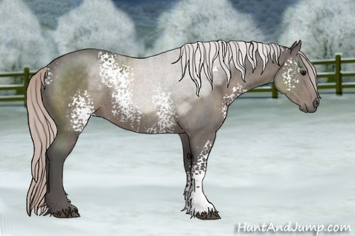Horse Color:White Spotted Silver Black 