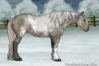 Horse Color:White Spotted Silver Black