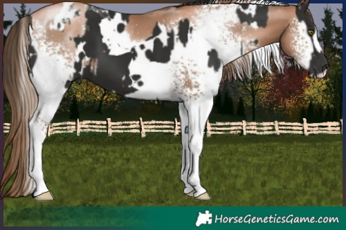 Horse Color:White Spotted Liver Chestnut Tobiano and White Spotted Liver Chestnut Pearl Sabino