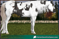 Horse Color:White Spotted Liver Chestnut Tobiano  and White Spotted Liver Chestnut Pearl Sabino 