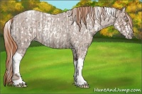 Horse Color:Gold Champagne Ice Roan Leopard and Gold Champagne Ice Roan Tobiano