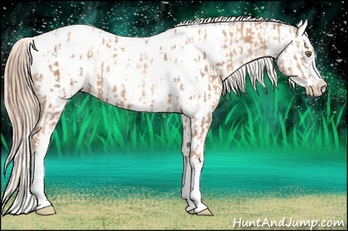Horse Color:Gold Champagne Appaloosa and Gold Champagne Appaloosa