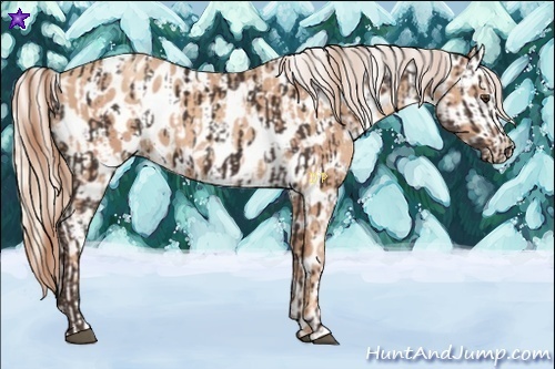 Horse Color:Liver Chestnut Near Leopard  and Gold Champagne Frame Near Leopard 