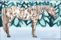 Horse Color:Liver Chestnut Near Leopard and Gold Champagne Frame Near Leopard