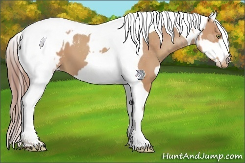 Horse Color:Amber Champagne Tobiano Blanket  and Amber Champagne Near Leopard 