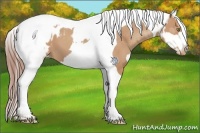 Horse Color:Amber Champagne Tobiano Blanket and Amber Champagne Near Leopard