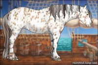 Horse Color:Sable Champagne Appaloosa  and Sable Champagne Appaloosa 