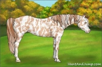 Horse Color:Gold Champagne Appaloosa  and Gold Champagne Splash Appaloosa 