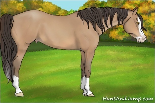 Horse Color:Amber Champagne Splash 