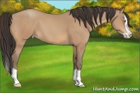 Horse Color:Amber Champagne Splash 