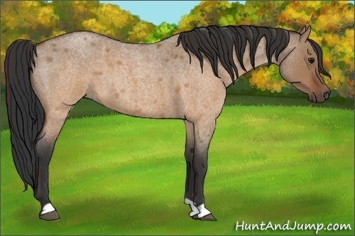 Horse Color:Brown Roan Dun 