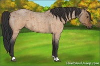 Horse Color:Brown Roan Dun 