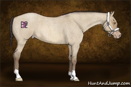 Horse Color:Sable Champagne Roan Dun 