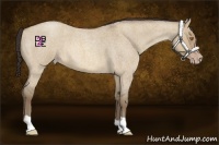Horse Color:Sable Champagne Roan Dun