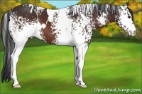 Horse Color:White Spotted Brown 