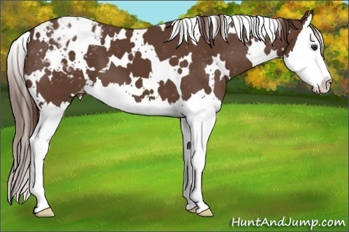 Horse Color:White Spotted Liver Chestnut Sabino Splash Blanket