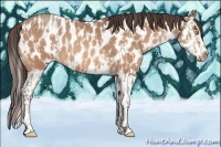 Horse Color:Amber Champagne Leopard  and Amber Champagne Splash Leopard 
