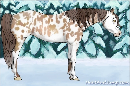 Horse Color:Amber Champagne Near Leopard and Amber Champagne Splash Near Leopard